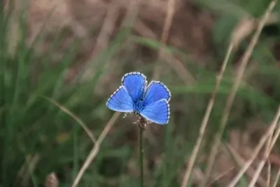 פאזל של Imagem