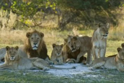 African Lion Pride