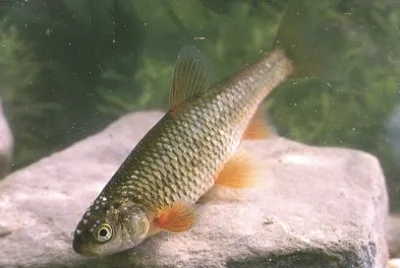 Rovella