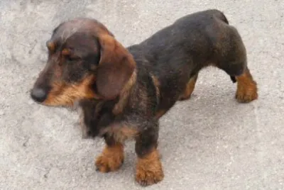Bassotto nano pelo duro