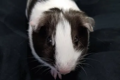 general