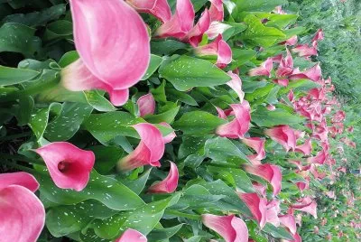 flores jigsaw puzzle