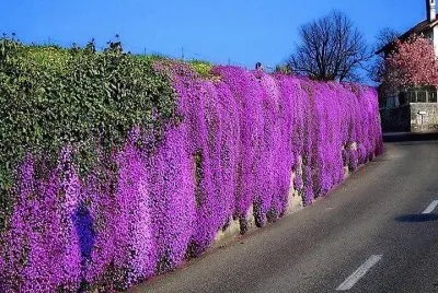 flores jigsaw puzzle