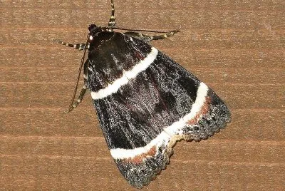 Amphipyra