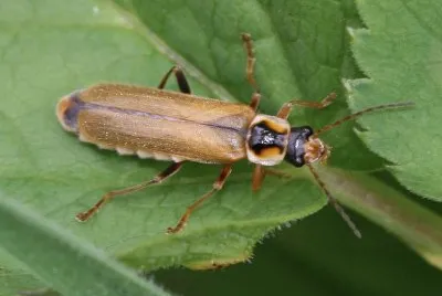פאזל של Cantharis decipiens