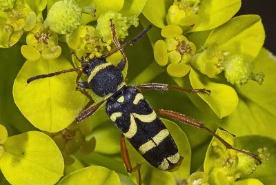 Clytus arietis
