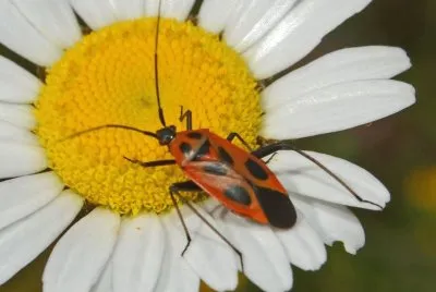 Calocoris nemoralis jigsaw puzzle