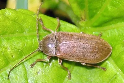 Dascillus cervinus