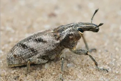 Cleonis pigra