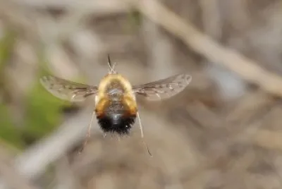 Bombylius discolor