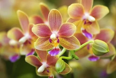 OrchidÃ©e jigsaw puzzle