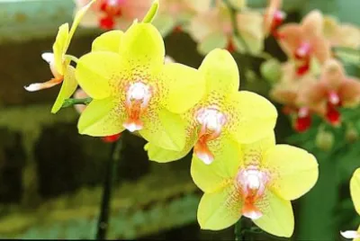 OrchidÃ©e jigsaw puzzle