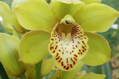 OrchidÃ©e jigsaw puzzle