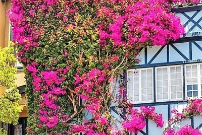 flores jigsaw puzzle