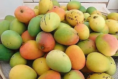 frutas jigsaw puzzle