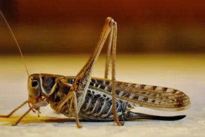 פאזל של Cavalletta frontebianca