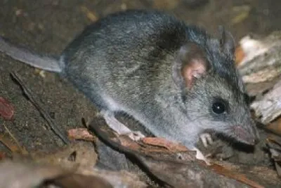 Kangaroo island dunnart jigsaw puzzle