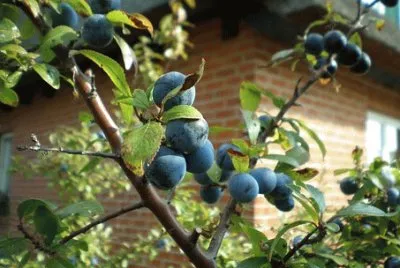 Imagem jigsaw puzzle