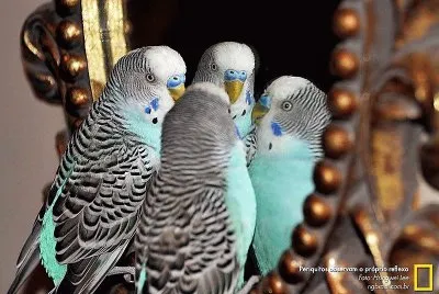 cores