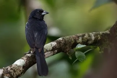 Tangara nera