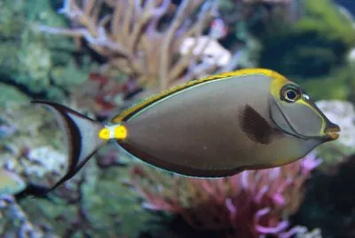 Unicorno arancione