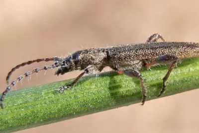 פאזל של Deilus fugax
