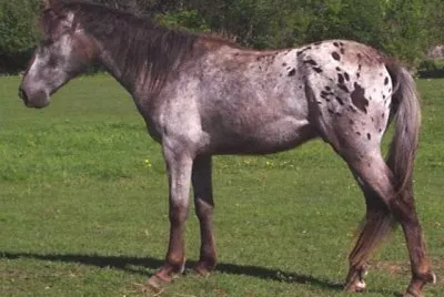 Walkaloosa