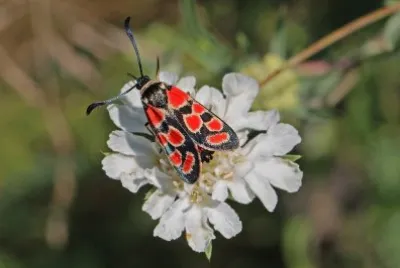 Zygaena carniolica jigsaw puzzle