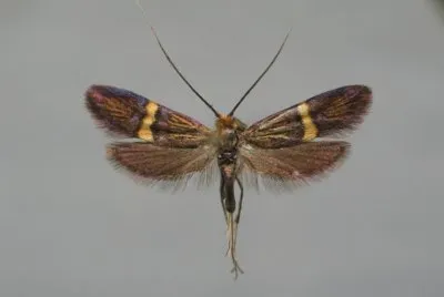 Adela croesella