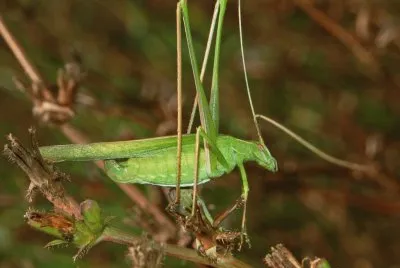 Tylopsis lilifolia