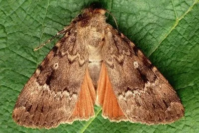 Amphipyra pyramidea