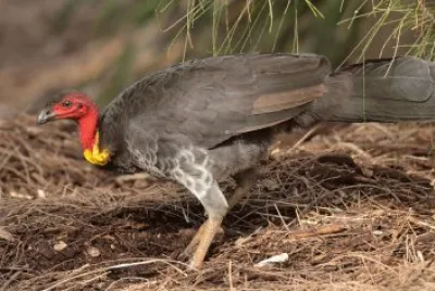 Tacchino di boscaglia australiano