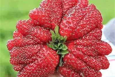 frutas jigsaw puzzle