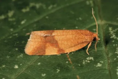 Aphelia ferrugana jigsaw puzzle