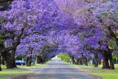 flores jigsaw puzzle