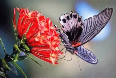 natural jigsaw puzzle