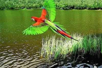 natural jigsaw puzzle