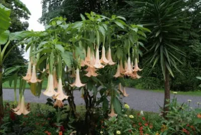 Datura jigsaw puzzle