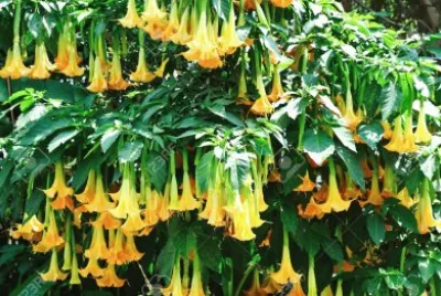 Datura jigsaw puzzle