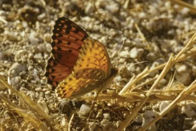 Argynnis elisa
