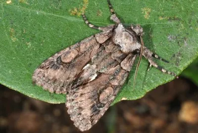 Allophyes corsica