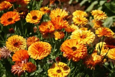 Calendula jigsaw puzzle