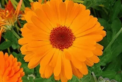 Calendula jigsaw puzzle