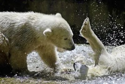 Imagem jigsaw puzzle