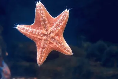 estrella de mar