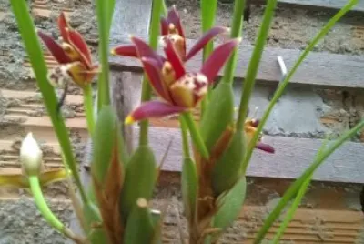 OrquÃ­dea Maxillaria Tenuifolia jigsaw puzzle