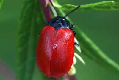 Chrysolina lutea jigsaw puzzle