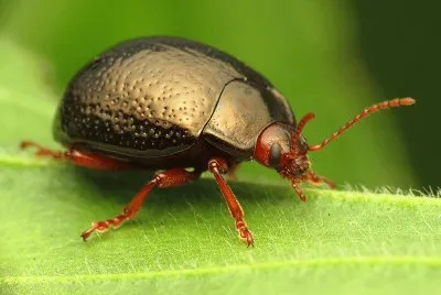 Chrysolina bamkii