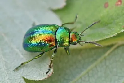 Chrysolina fastuosa jigsaw puzzle