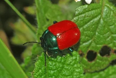 Chrysolina grossa jigsaw puzzle